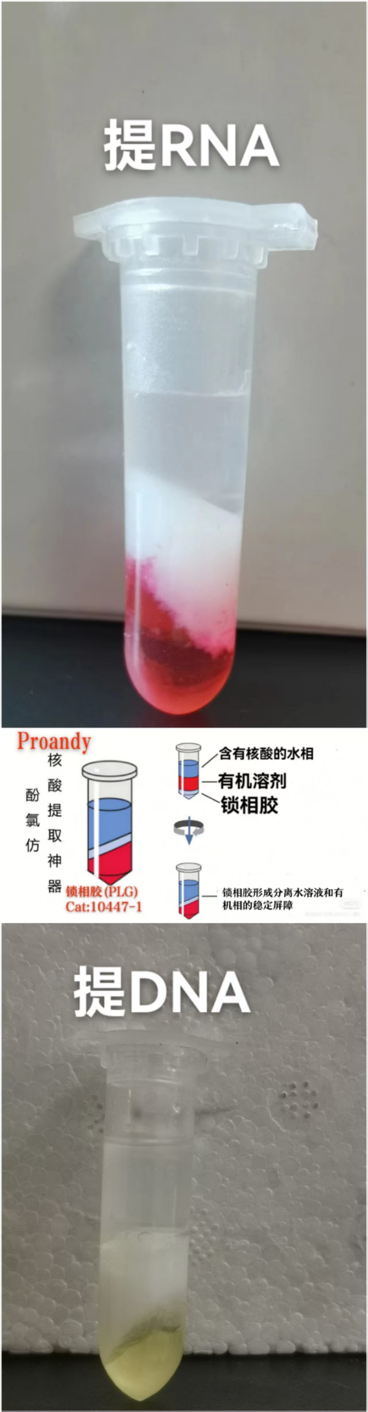 锁相胶，PLG,Phase Lock Gel,高密度水相凝胶，低密度水相凝胶